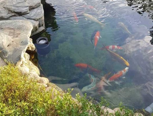 Mặt hút hồ cá koi
